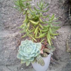 Planta 