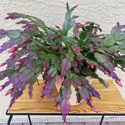 🌵✨ Beautiful Extra-Large Christmas Cactus – Coral Blooms Coming Soon! ✨🌵