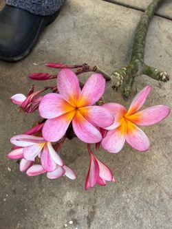 Cutting plumeria