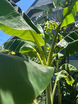 LARGE BANANA TREE IN 25 GALON POT