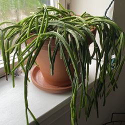 Mature Rhipsalis Succulent