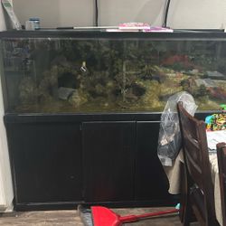 Large Fish Tank 