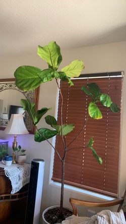 7ft fiddle leaf fig tree