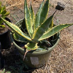 Agave