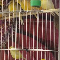 Canary Cage