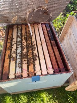 Bees