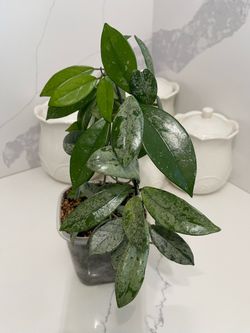 Hoya Wilbur graves china