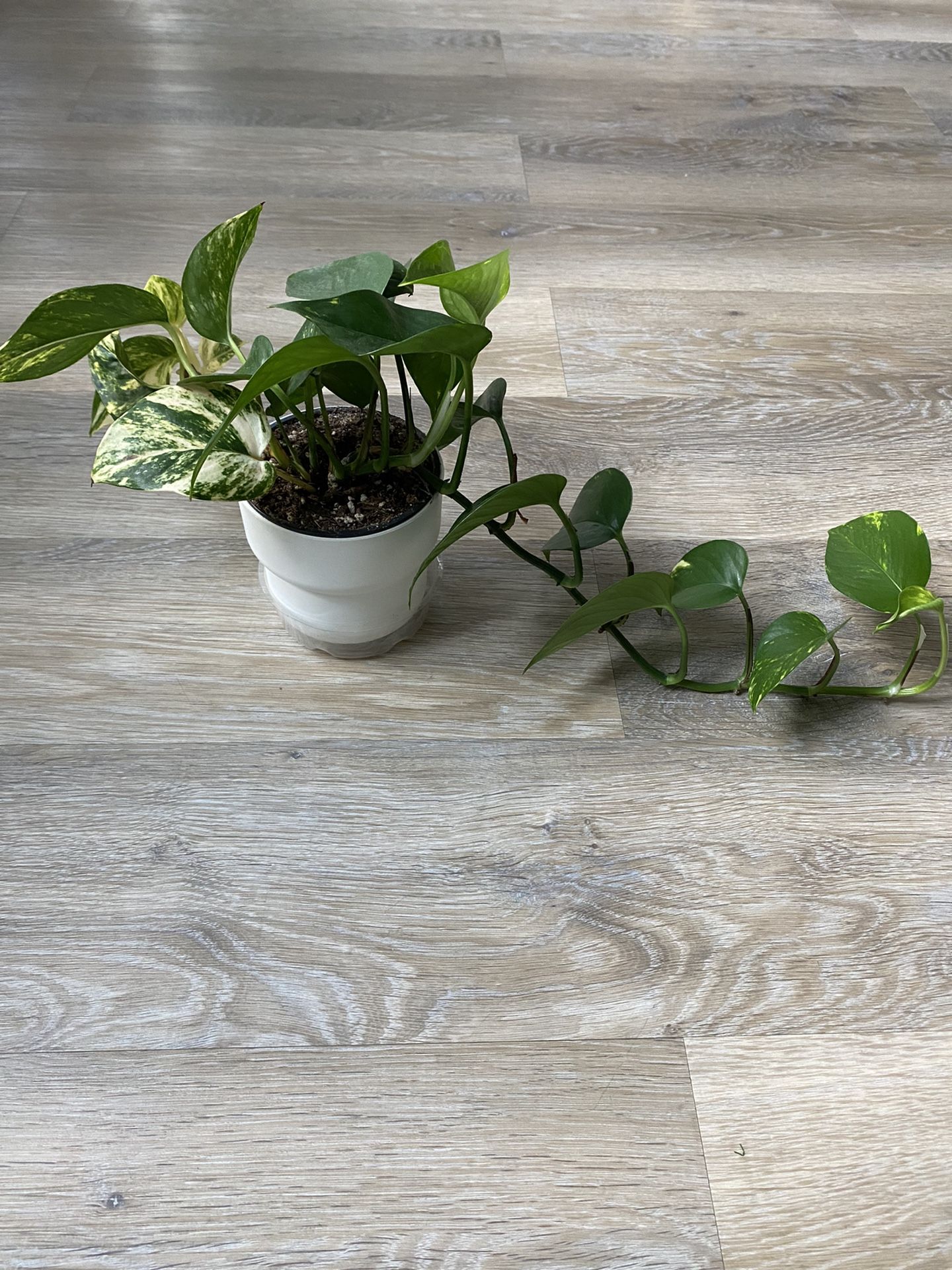 White Sport Pothos (Variegated Golden Pothos) - 4”