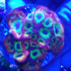 Wwc lemon lime favia