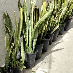 Snake Plants - $12.50 each -  3ft tall
/ $10 each if you buy 4 or more