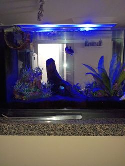 Fluval 5 gallon with plants volcanic rock