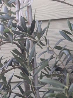 The Organic Tree 🫒 Olive  Price negotiable
