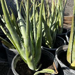 Aloe vera