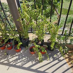 Elephant Bush 1 Gal Pot