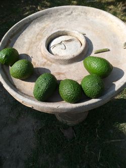 Avocados Hass 8 For 5$