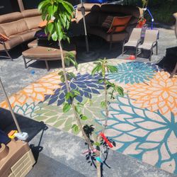 3 In 1 Cherry Tree