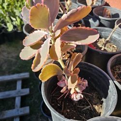 Succulents Lavender Scallops