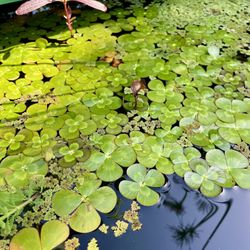 Pond Plants Bog Plants - Water Clover