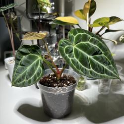 Beautiful Anthurium Crystallinum 