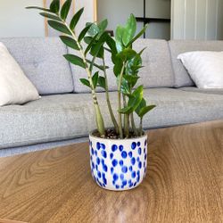 Zz Plant