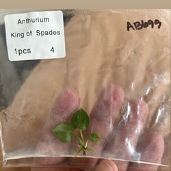 Anthurium King Of Spades Tissue Culture 