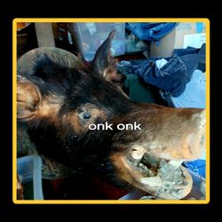 Mounted Wild Boar 