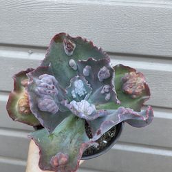 6” echeveria etna