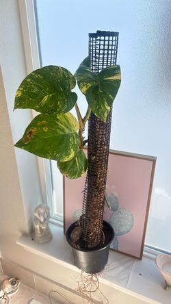Real Hawaiian pothos with moss pole