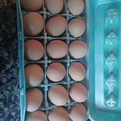 Fresh Chicken Eggs