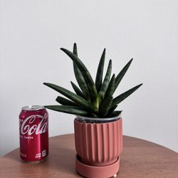 Sansevieria Hedgehog 