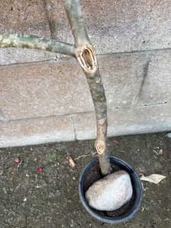 Plumeria Plants 3