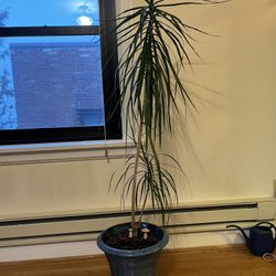 Dracaena Plant In Pot (Dragon Tree)