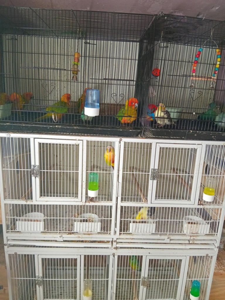 Birds Cage