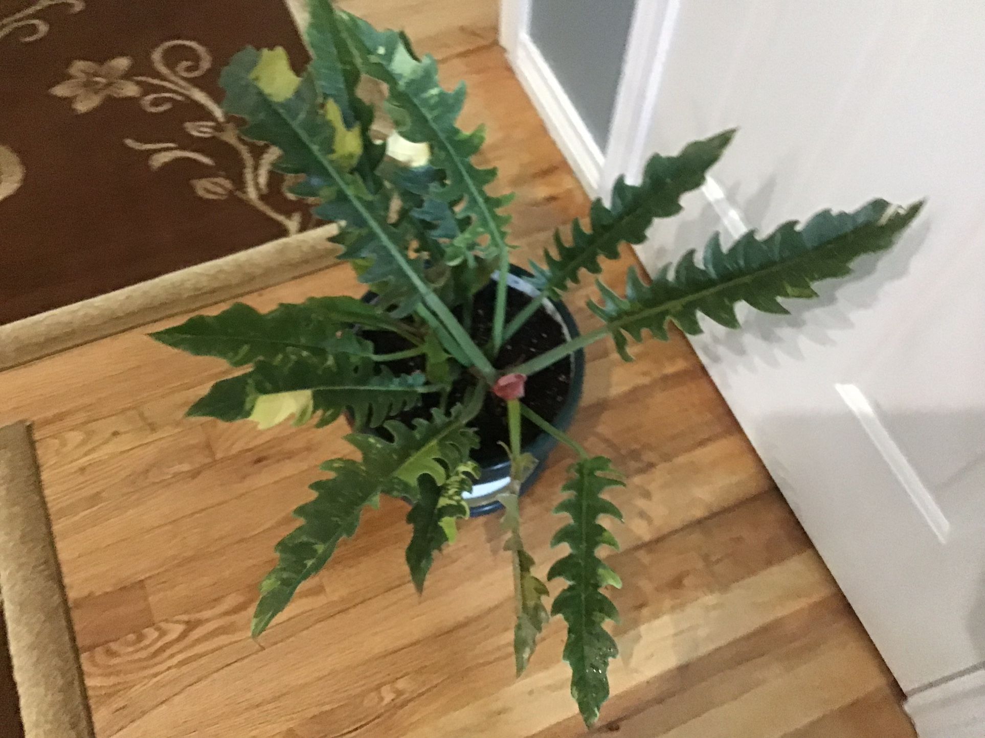 Plant
