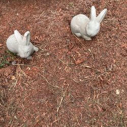 Bunnies