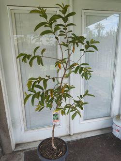 Guava Fruit Tree in Pot