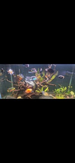 150 Gallon Aquarium With Stand And Filter