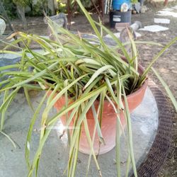 THE EVERGREEN POWERHOUSE! 🌿💥 MASSIVE SPIDER PLANT – THE HOME TRANSFORMER!