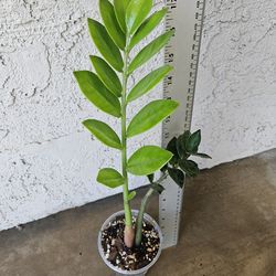 Zz plant
