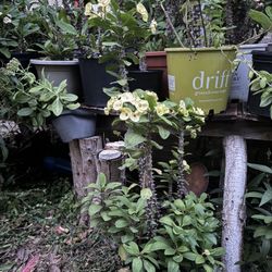 Corona de Cristo/ Thorn Of Christ Plant