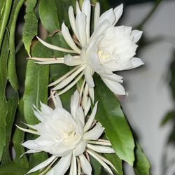 Night Queen plant with flower buds