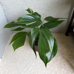 Dragon  Tail  Rhaphidaphora  Plant 