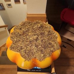 Target Bullseye Playground Fall /Halloween 2023 Pumpkin & Moss Platform 9" x 3"