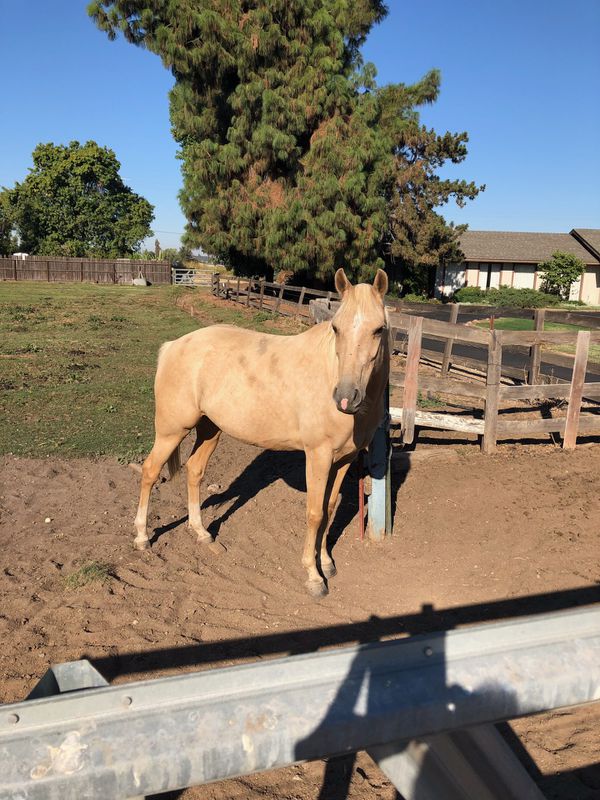 Horse- Palomino Mare Quarter Horse for Sale in Fresno, CA ...