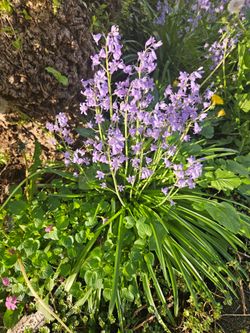 Spanish blueBell perential