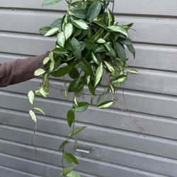 6” Hoya Princess 