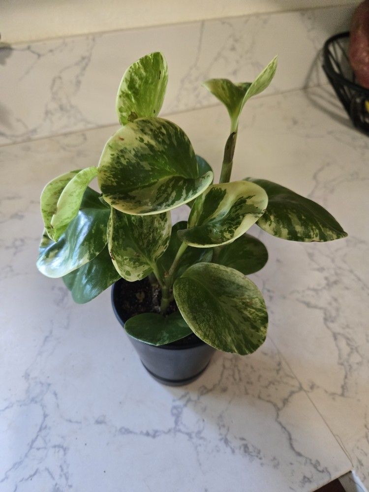 Plant