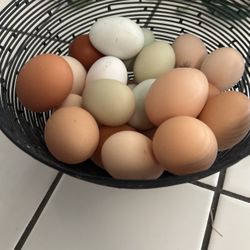 Fresh Eggs 