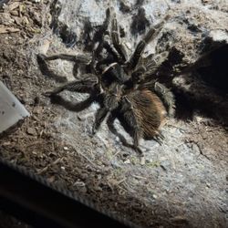 Brazilian salmon pink bird-eating tarantula * Fake not real*