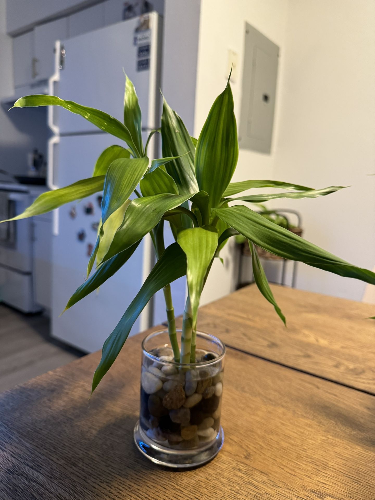 Lucky Bamboo